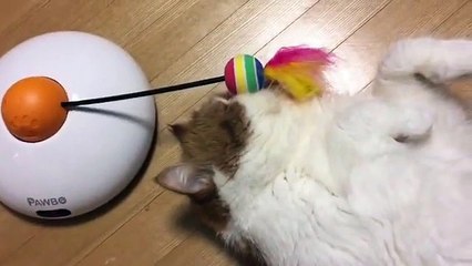 Hiç de Umrum da Değil | Bu Kedi Kendinden Geçmiş