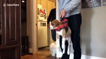 Adorable 10-week-old rescue puppy just can't stand up