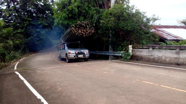 Régis en pick-up avec un chargement de bambous