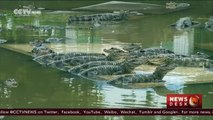 18 Chinese alligators released into wild