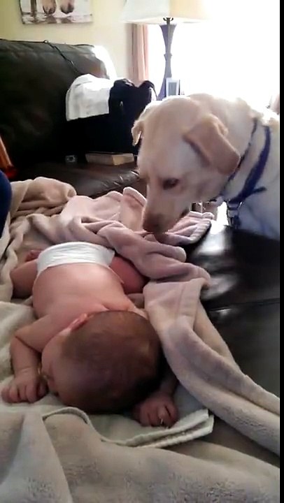 Incredible Dog