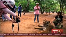 Thailand's Tiger Temple wins case to keep 150 tigers