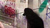 Dog with an arrow through its head saved by animal lovers