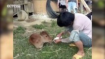 Calf born with only two legs in southwest China village