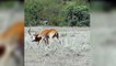 cheetah vs gazelle  Cheetah Fail Hunting Animals Fight