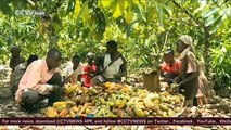 Uganda cocoa exports surge: Farmers hoping to reap big profits
