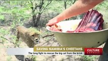 The long fight to rescue cheetahs  from the brink in Namibia