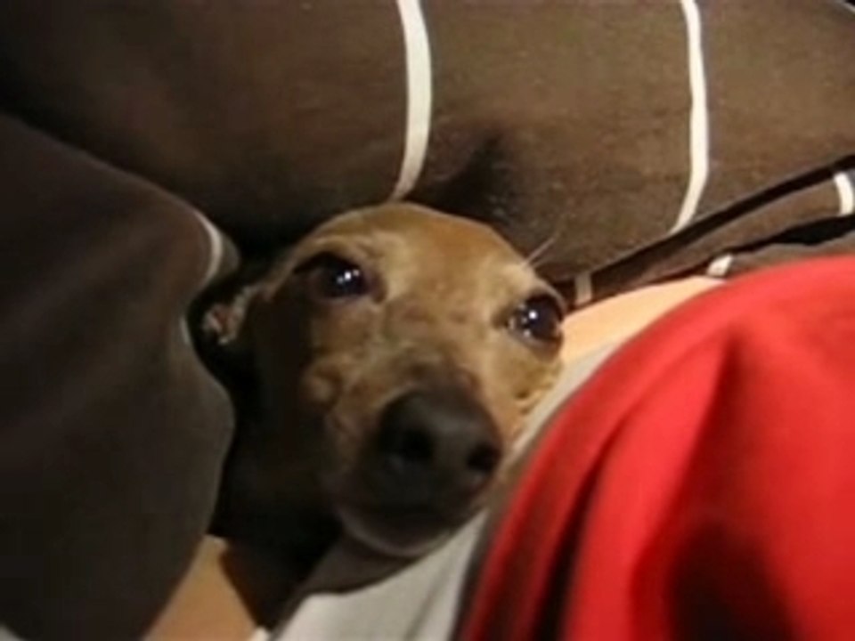 Enzo s'endort