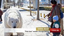 Giant polar bear wanders through Beijing streets