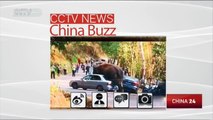 Lovesick elephant smashes more cars in southwest China
