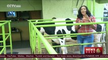 Music for milk: Kenyan farmers use television to improve output