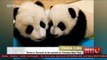 Panda twins in Toronto to be named on Chinese New Year’s Day