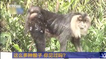 Watch: unusual monkeys in Guangdong Province