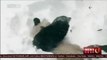 Cute: Giant panda Tian Tian frolics in the snow