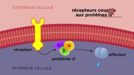Les différents types de récepteurs cellulaires
