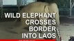 Asian wild elephant crosses China-Laos border | CCTV English