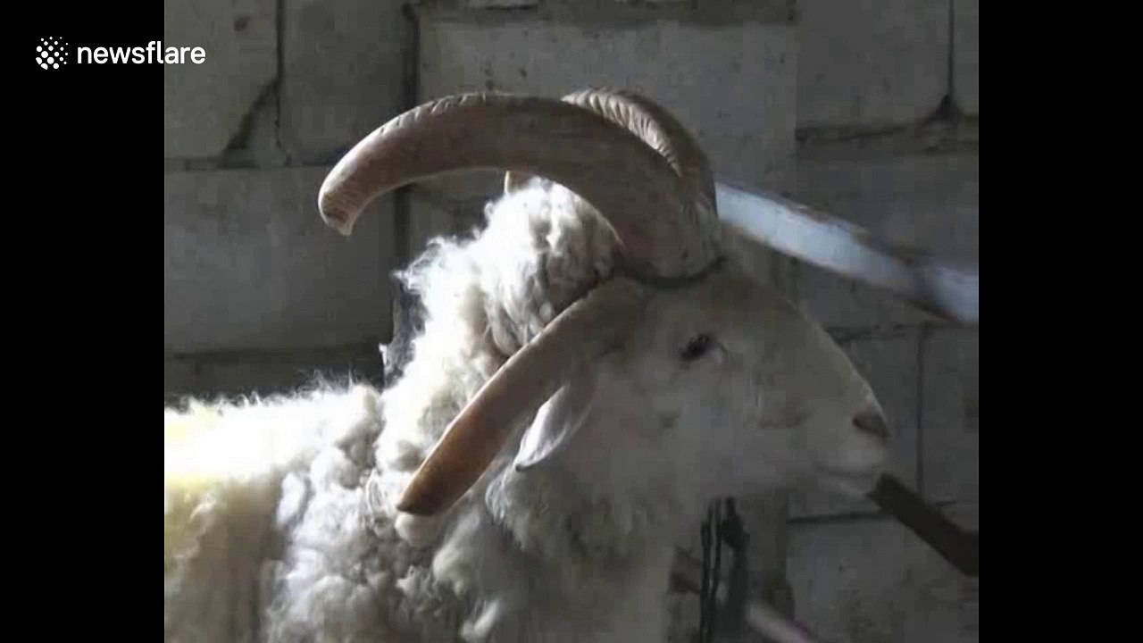 Strange multi-horned sheep spotted in China