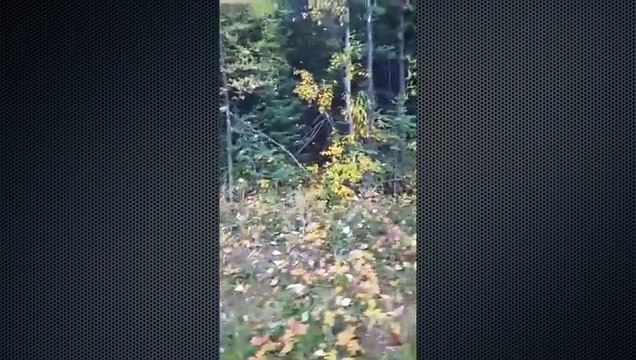 Ce joggeur se fait pourchasser par 2 cougars et se défend avec une bombe au poivre