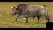 JOSE ESCOLAR TOROS PARA SAN FERMIN PAMPLONA,LA FIESTA DEL TORO.