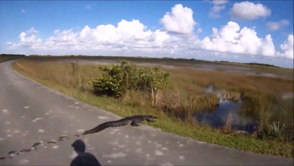 Ce conducteur croise un crocodile au milieu de la route