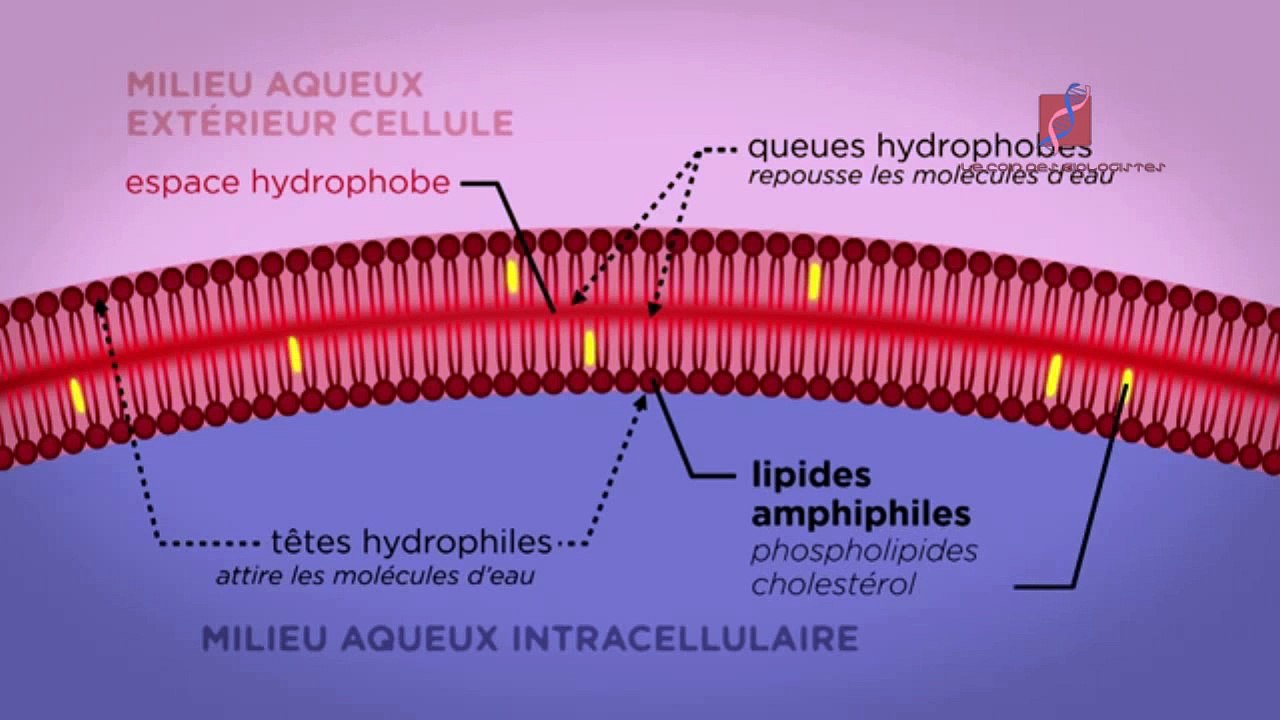 La membrane de la cellule