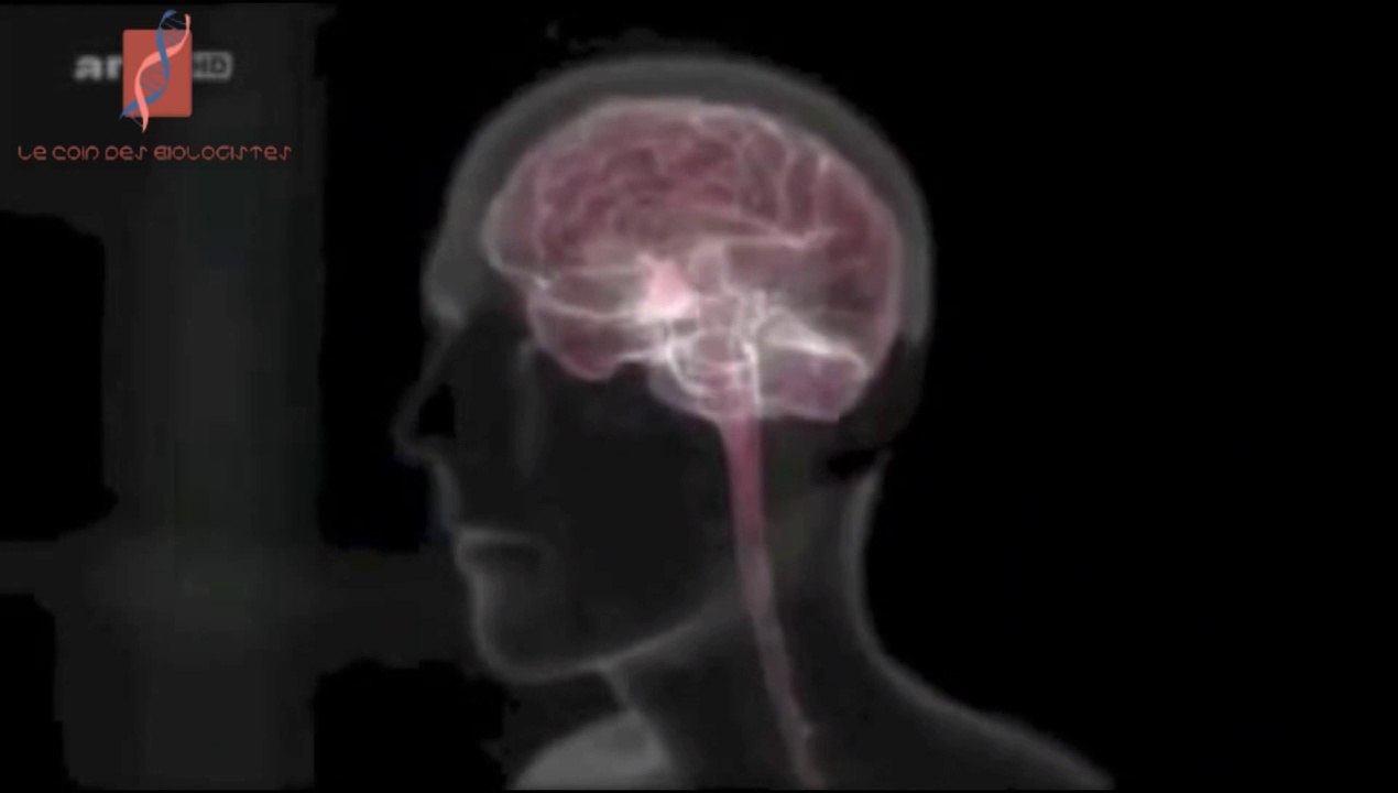 L'explication-scientifique de l'amour