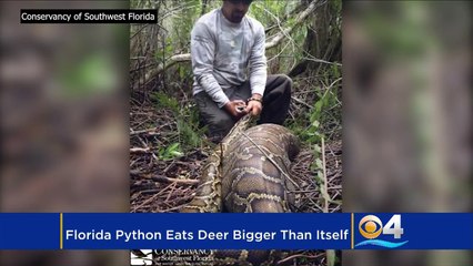 أفعى تبتلع غزالة أمريكية كاملة