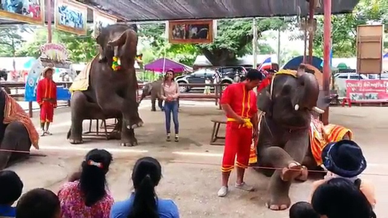 ช้างโชว์