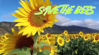 A day in our HAWAII LIFE | Sunflower fields and River Swims