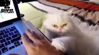 Cute Cats Demanding Petting Compilation Part 1