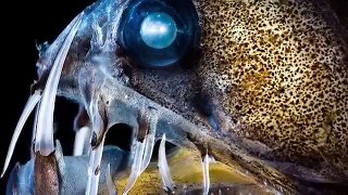 10 Creepiest Deep Water Creatures