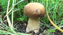 Белый гриб - как быстро найти в лесу.