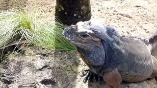 Rhino Iguana