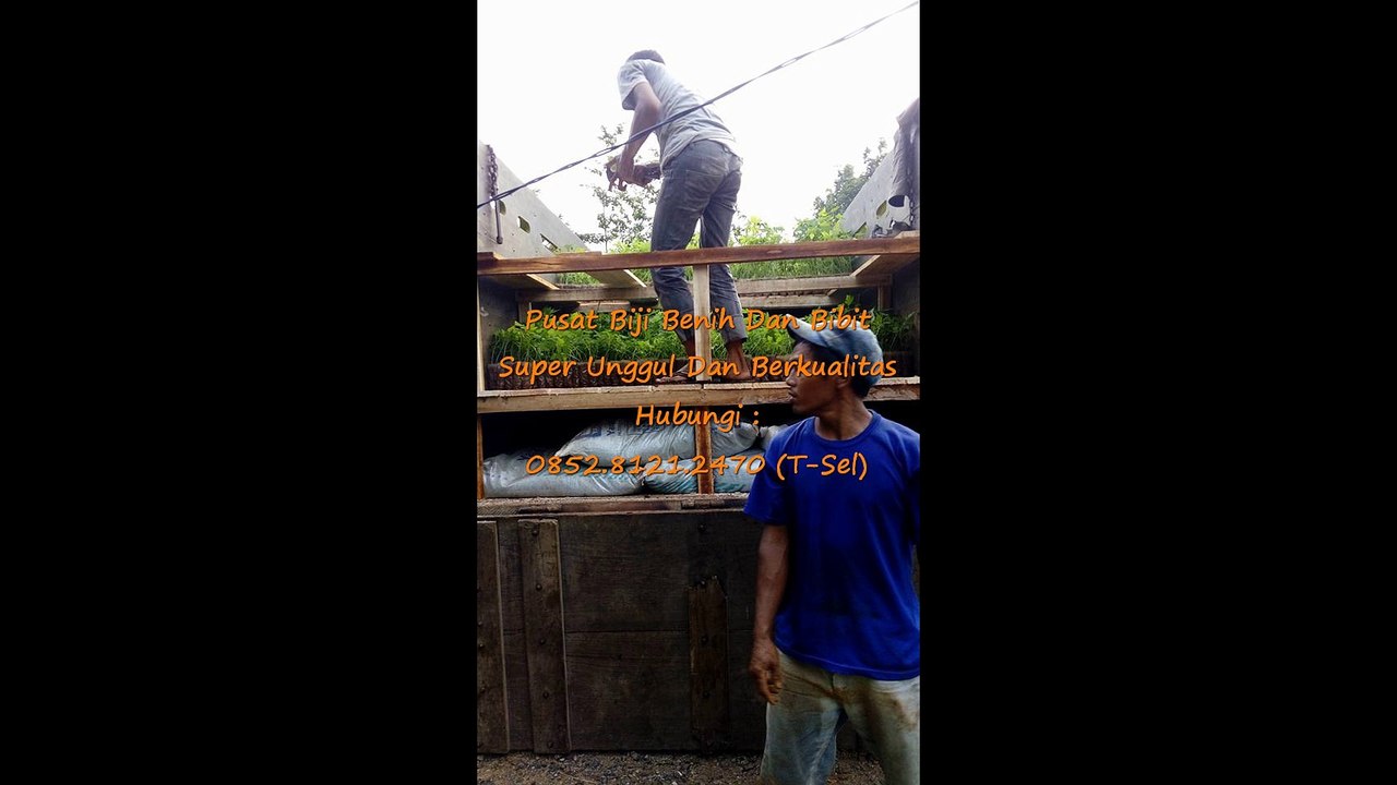 0812-1890-8795 (WA), Distributor Bibit Pepaya Calina Asli