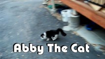 Abby The Cat Chases A Laser Pointer