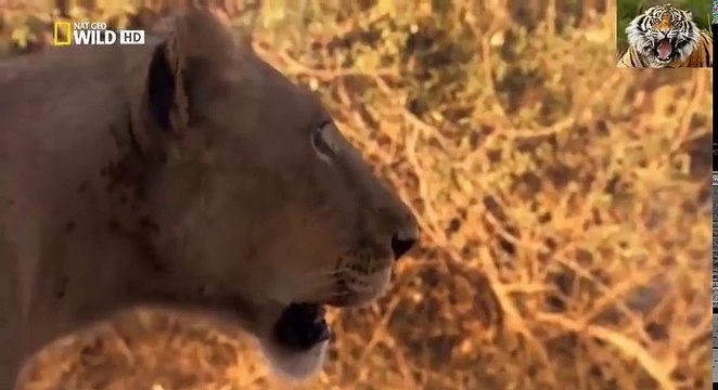 THẾ GIỚI ĐỘNG VẬT HOANG DÃ HD THUYẾT MINH - NHỮNG LOÀI SĂN MỒI NGUY HIỂM NHẤT PHÂN 3