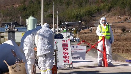 음성 오리농장서 AI 또 검출...충북에 이동중지 명령 / YTN