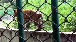 Bangladeshi National ZOO(Tiger,Lion,Monkey etc) Dont Miss It