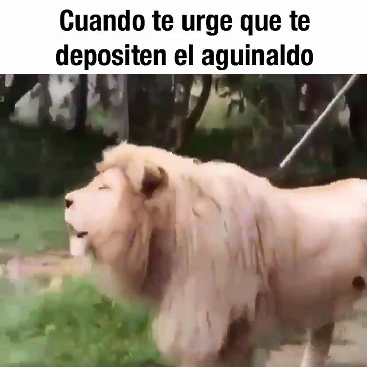 Funny video (aguinaldo) $$$