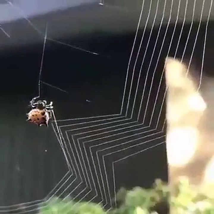 spider kese jalla banata he