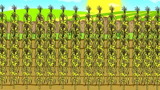 ☻ Maize - Farmers Works | Rolnik i Kukurydza | Rolnicy Bajka Dla Dzieci Kombajn Zielony ☻