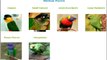All types of Pet Birds