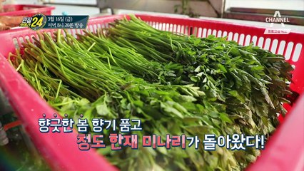 [예고] 향긋한 봄 향기 품고 돌아온 청도 미나리