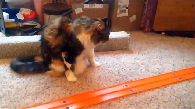 Hot Wheels Super Car Tournament ft. Lamborghinis, Ferraris, Porsches, and More!