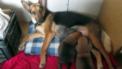 German Shepherd puppies