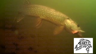 Bottom Bouncer Walleye & Pike-Underwater Video