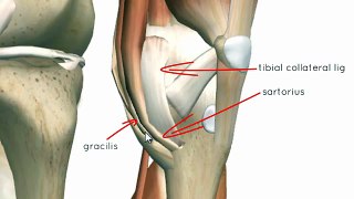Knee Joint - Part 2 - 3D Anatomy Tutorial