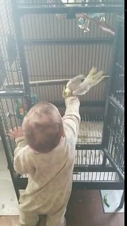 Ce bébé joue avec un perroquet et le sort de sa cage !
