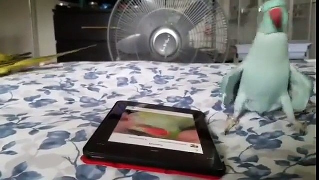 Danse effrénée d'un perroquet devant une vidéo de perroquet sur l'ipad !