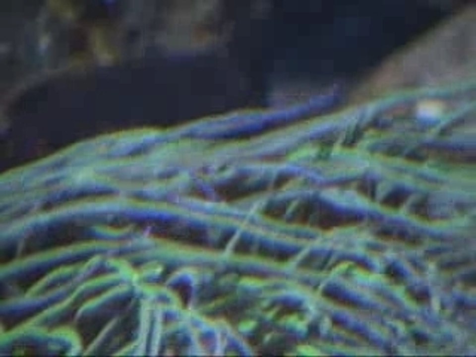 Oceanorium